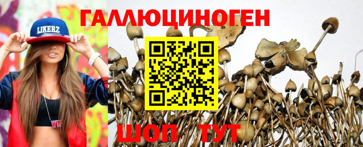 Псилоцибиновые грибы Psilocybe Новосибирск